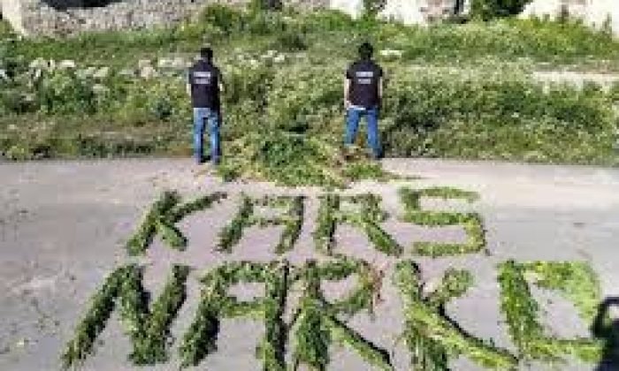 Kars polisinden kök kenevir operasyonu