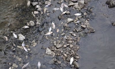 Kars’taki yüzlerce balık ölümü vatandaşları korkutuyor
