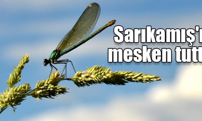 Yusufçuklar Sarıkamış’ta