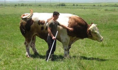 Selim İlçesinin Tozluca köyünde yetiştirilen 1.5 tonluk “Paşa” kurbanlık