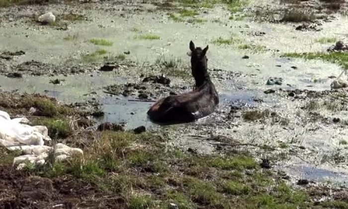 Sarıkamiş’ta Bataklığa Saplanan At İş Makinesi Yardımıyla Kurtarıldı