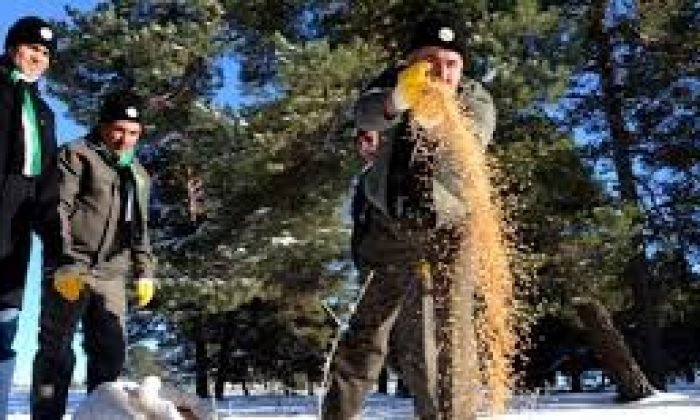 Sarıkamış’ta Yaban Hayvanlara Yiyecek Bırakıldı