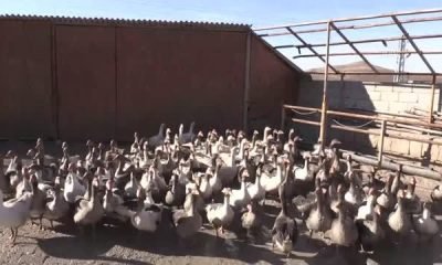 Oğlunun aldığı 5 kaz, 55 yaşındaki girişimci bayanın geçim kapısı oldu