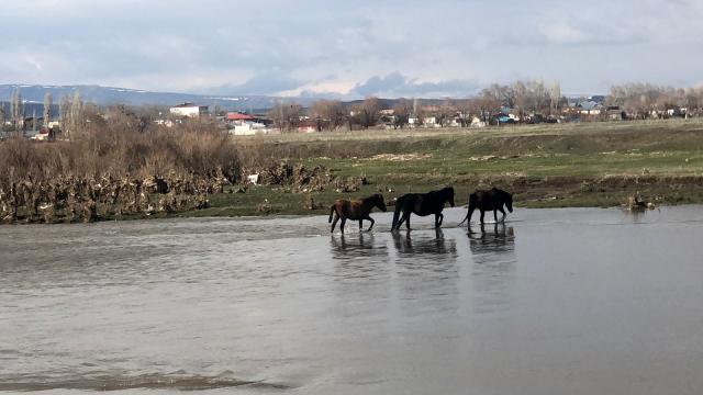 Kars Çay'ında sürüklenen yavrusunu kurtarmak için akıntıya siper oldu 1 akintida suruklenen yavru yilki ati son anda 5 14062094 o