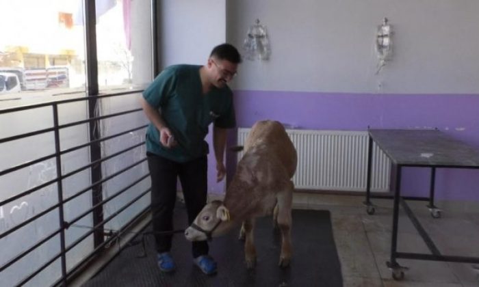 Kars’ta Buzağılarda Korona Virüs Görüldü