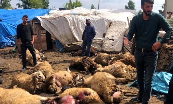 Kars’ta Kurt Dehşeti | Kars Haber