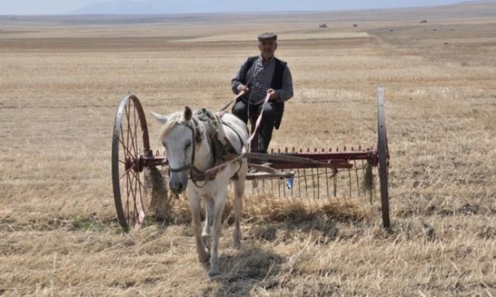 Kuraklığın vurduğu Kars’ta çiftçilerin hasat mesaisi başladı