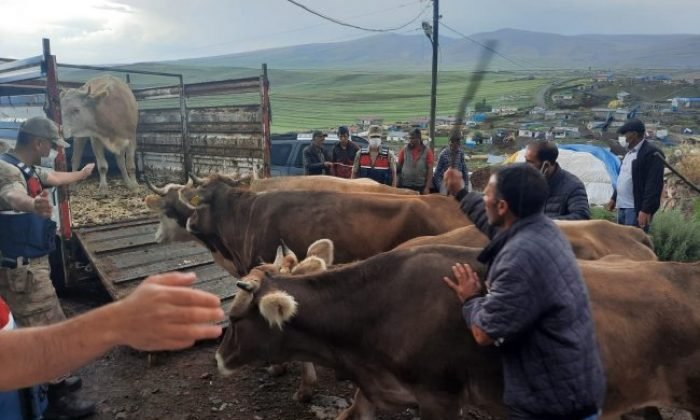 Ardahan’da Çalınan Hayvanlar Kars’ta Bulundu