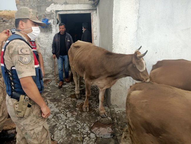 Ardahan'da Çalınan Hayvanlar Kars'ta Bulundu 1 hayvan hirsizligii