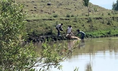 Kars’ta bataklığa saplanan ineği yurttaşlar kurtardı