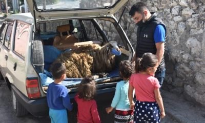 Kars’ta Otomobilin Bagajında Taşınan Maskeli Koyun Gülümsetti