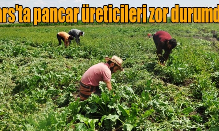 Kars’ta pancar üreticileri istilacı otla mücadele ediyor