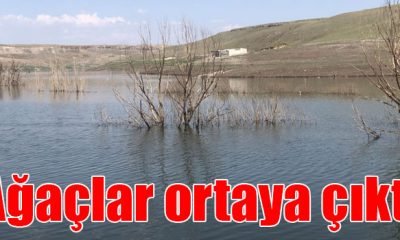 Baraj suyu çekildi, ağaçlar ortaya çıktı
