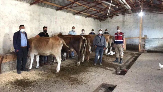 Kars jandarmadan hayvan hızsızlarına geçit yok | Kars Haber