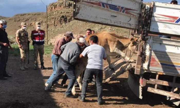 Kars jandarmadan hayvan hızsızlarına geçit yok