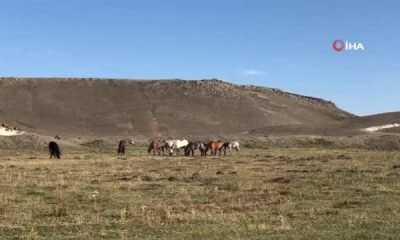 Kars’ta yılkı atları doğal ortamlarında görüntülendi