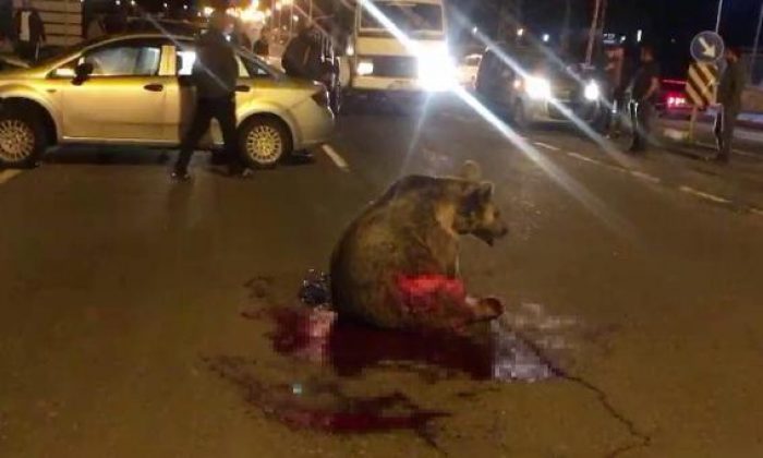 Sarıkamış’ta Otomobilin Çarptığı Boz Ayı Öldü