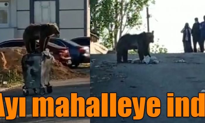 Sarıkamış’ta ayı mahalleye indi