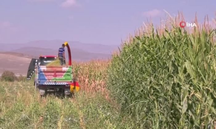 Kars’ta mısır sılajı hasadı başladı