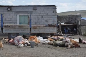Kars'ta Şüpheli Hayvan Ölümleri | Kars Haber 1 Kars'ta yedikleri ottan zehirlenen 35 büyükbaş hayvan telef oldu.