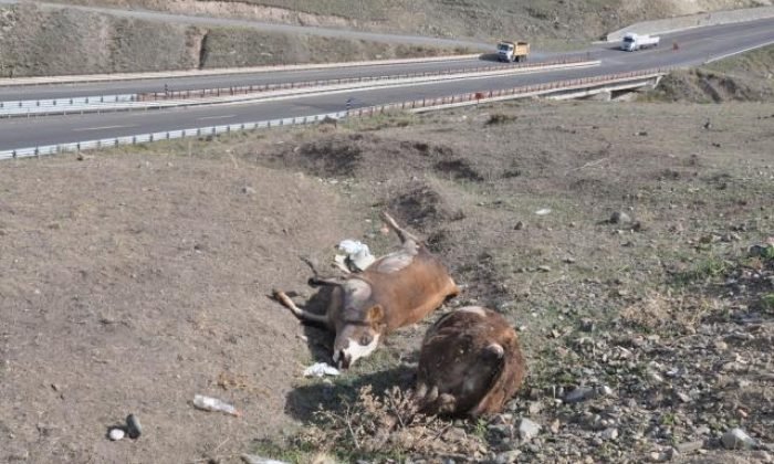 Kars’ta Şüpheli Hayvan Ölümleri | Kars Haber