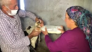 Köylüler, hayvanları kurtarmak için yoğurt yedirip, soğuk su ile yıkadı