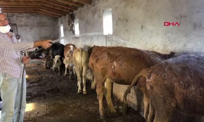 ZEHİRLENEN HAYVANLARINA YOĞURT YEDİRİP SOĞUK SUYLA YIKADILAR