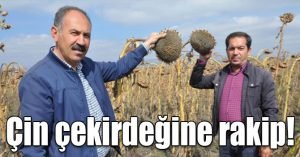 Arpaçay’da Çin çekirdeğine rakip ayçekirdeği üretiliyor