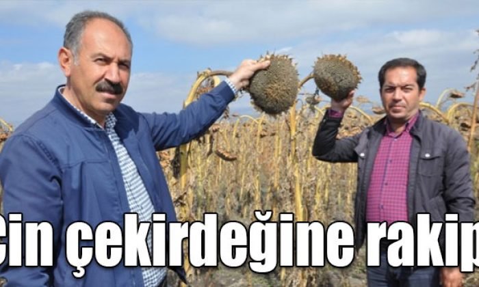 Arpaçay’da Çin Çekirdeğine Rakip Ayçekirdeği Üretiliyor