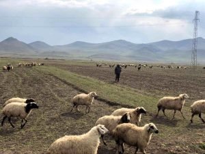 Kars'ta sıcak hava küçükbaş hayvanlara yaradı | Kars Haber