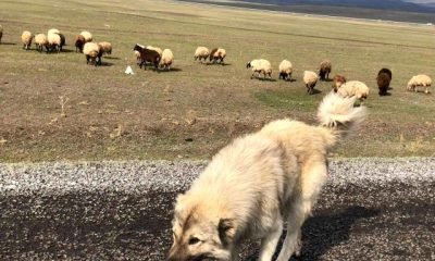 Kars’ta Sıcak Hava Küçükbaş Hayvanlara Yaradı