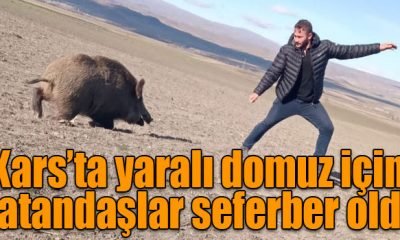 Kars ’ta yaralı domuz için vatandaşlar seferber oldu