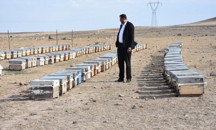 Kars ta arılarda kuraklık nedeniyle kayıp bekleniyor