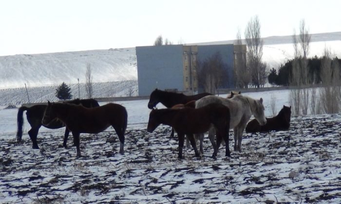 Kars’ta yılkı atları soğukla mücadele ediyor