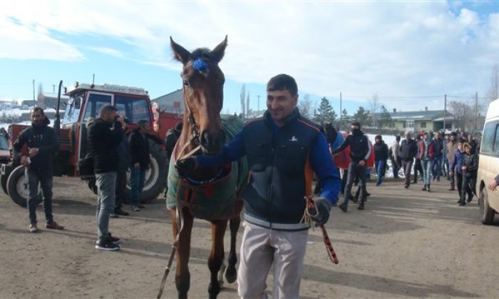 Kars’ta İlk Kez 7 Saf Kan İngiliz Atı Yarıştı