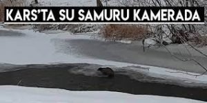 Kars'ta Su Samuru Kamerada