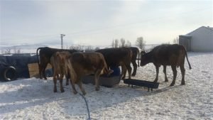 Kars köylüsünün zorlu kış mesaisi devam ediyor 1 Kars koyluesuenuen zorlu kis mesaisi devam ediyor 4