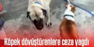köpek dövüştüren 3 kişi yakalandı
