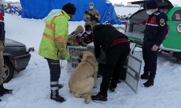 Kars’ta köpek dövüştüren 3 kişi yakalandı