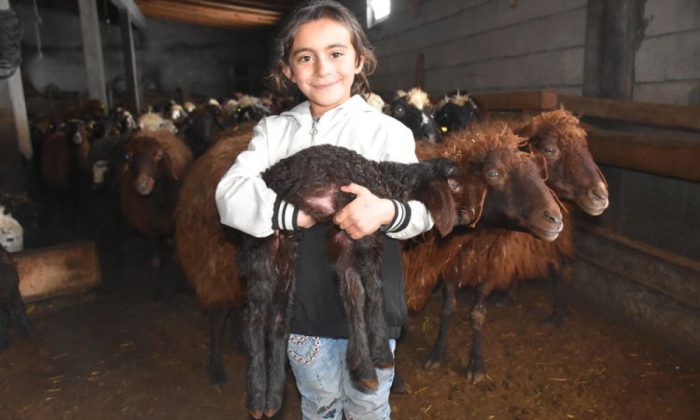 Kars’ta oğlak ve kuzular besicileri mutlu etti