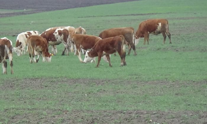 Kars’ta hayvanlar meralara salındı