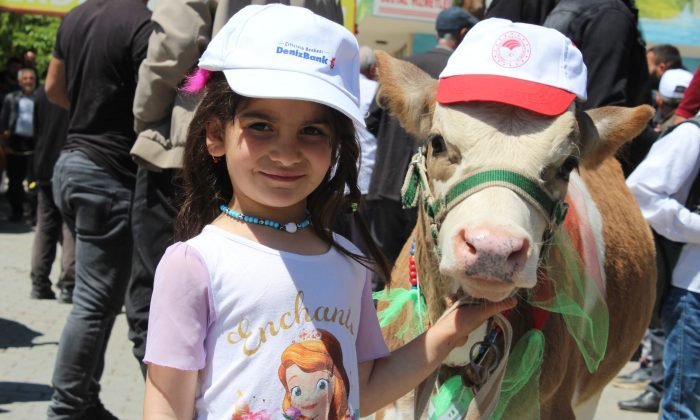 Buzağı, Kuzu ve Oğlak Güzellik Yarışması’nda renkli görüntüler yaşandı