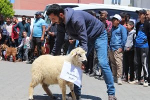 Buzağı, Kuzu ve Oğlak Güzellik Yarışması'nda renkli görüntüler yaşandı 4 AW630471 06