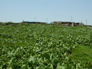 Ardahan’da yayla yolculuğu başladı 2 AW637817 03