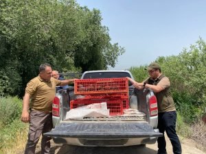 Iğdır’da doğaya 175 adet kınalı keklik bırakıldı 3 AW638031 03 1