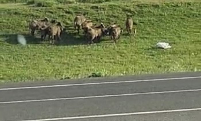 Sarıkamış’ta domuz sürüsü kameraya yansıdı