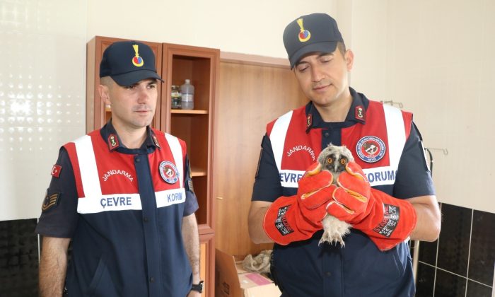 Jandarma HAYDİ timlerinden yavru baykuşa şefkat eli