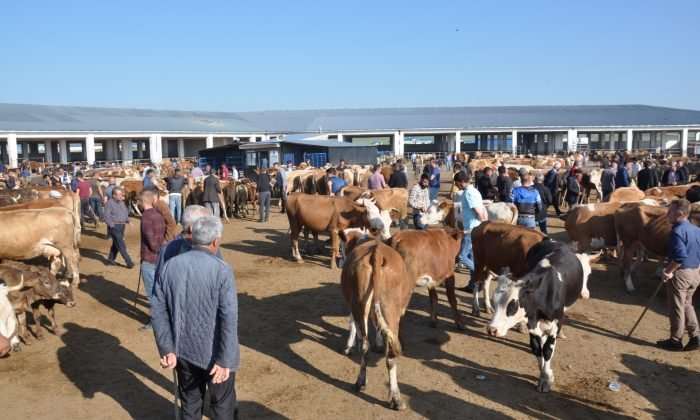 Kars’ta Kurbanlıklar Satışa Çıktı