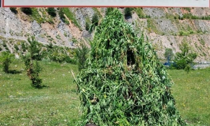 Kendiliğinden yetişen 5 bin 340 kök kenevir imha edildi