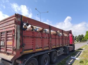 Ardahanlı besicilerden büyük kentlere kurbanlık sevki 1 AW656296 01